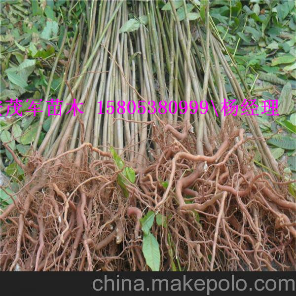 出售大鹏香椿苗红油香椿苗价格
