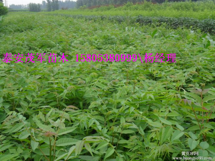 哪里有红油香椿苗大鹏香椿苗价格