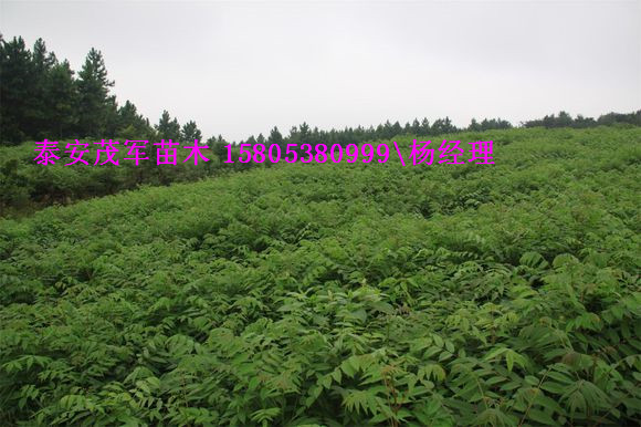 卖香椿苗香椿苗信息