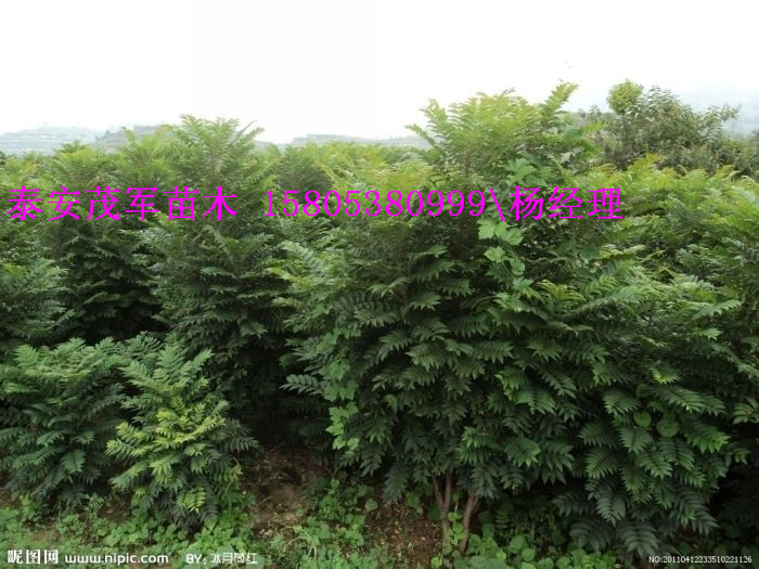 本地出售香椿苗红油香椿苗种植