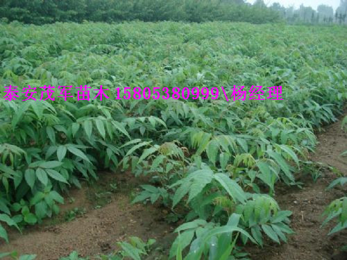 出售红油香椿苗大鹏香椿苗种苗