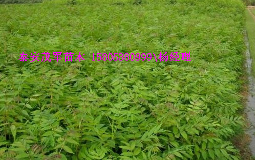 出售香椿苗红油香椿苗种苗
