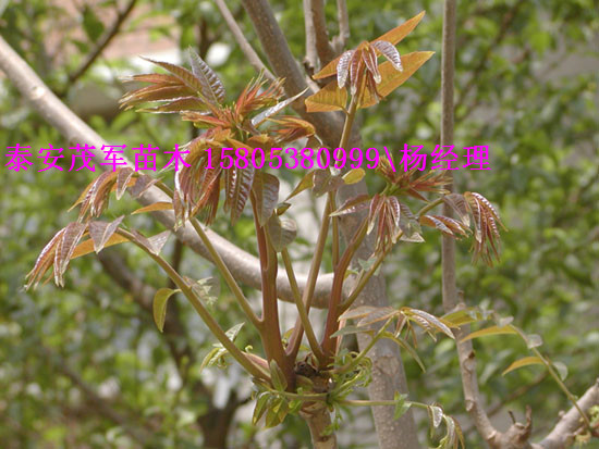 出售大鹏香椿苗红油香椿苗价格