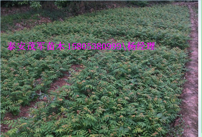 本地出售香椿苗红油香椿苗种植