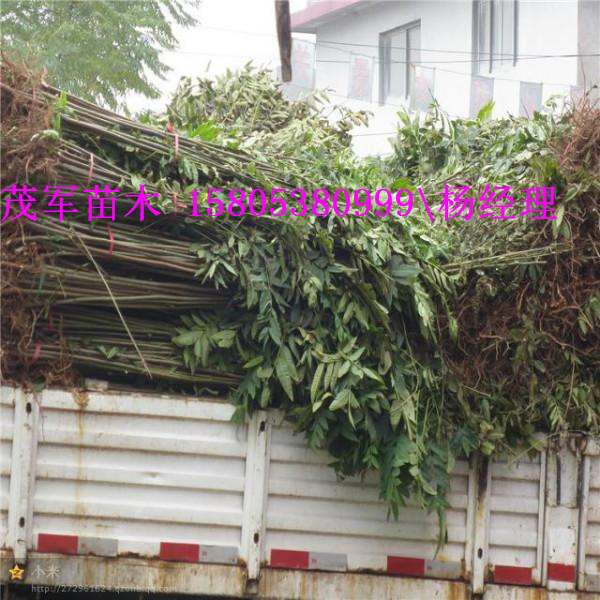 卖大鹏香椿苗红油香椿苗种苗