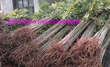 本地出售香椿苗红油香椿苗种植