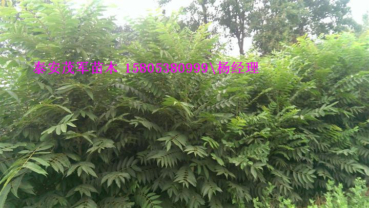 本地出售香椿苗香椿苗价格