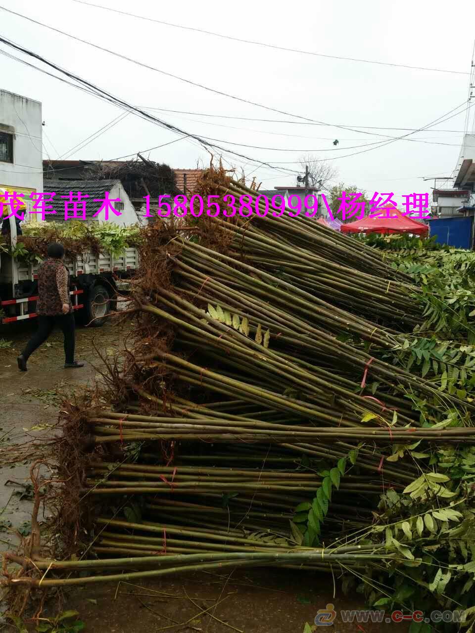 本地出售香椿苗红油香椿苗种植