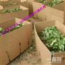 滁州卖草莓苗