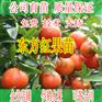 贺州柑橘苗价格多少钱