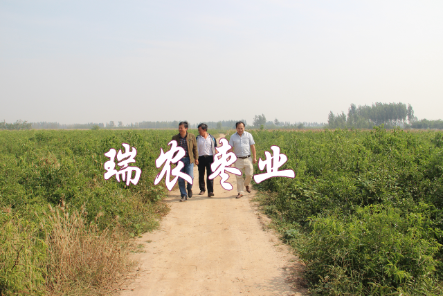 献县瑞农枣业种植有限公司
