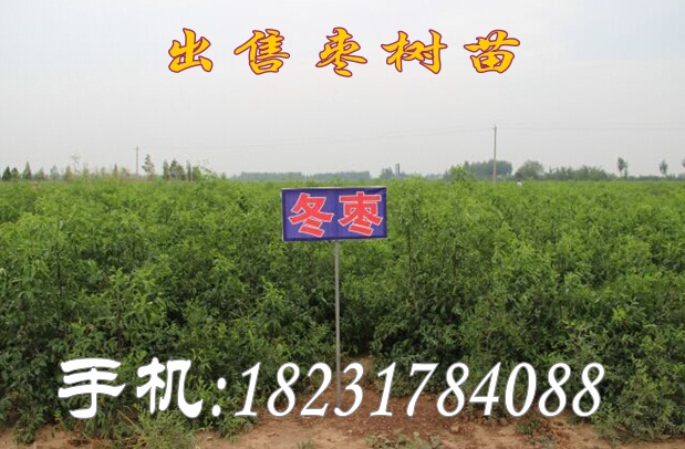 安徽出售冬枣苗  出售枣树苗