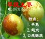 出售早脆王枣树苗（沧州原产地--品质保障）