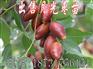 月光枣树苗，献县月光枣苗，沧州月光枣种植基地