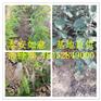 静宝草莓苗基地正镶白旗板栗苗