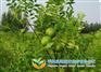 文冠果苗价格——供应驻马店文冠果苗