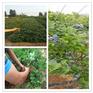 兔眼蓝莓树苗2017年价格