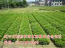1米红叶石楠苗批发【万桂桂花】