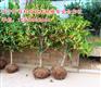 红叶石楠一年苗哪家便宜【万桂桂花】