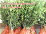 1.5米桂花树苗哪家便宜【万桂桂花】