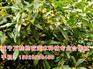 当阳9公分桂花_5公分桂花供应商【万桂桂花】