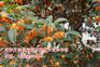 台山2公分桂花树_1公分桂花价格【万桂桂花】