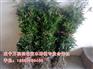 建阳1公分丹桂苗_金桂一年苗采购价格【万桂桂花】