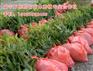 淮安1.5米桂花苗_桂花二年苗种植【万桂桂花】