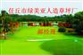 周口足球场草坪2016新品