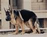 格格力犬撵兔犬 德国牧羊犬 杜高犬马犬