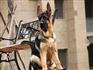 比特犬价格 纯种比特犬多少钱一只