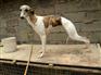 格惠犬价格 格惠犬交易区 格惠犬贴吧