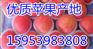 云浮红富士苹果供应价格