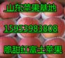 菏泽嘎啦苹果产地价格