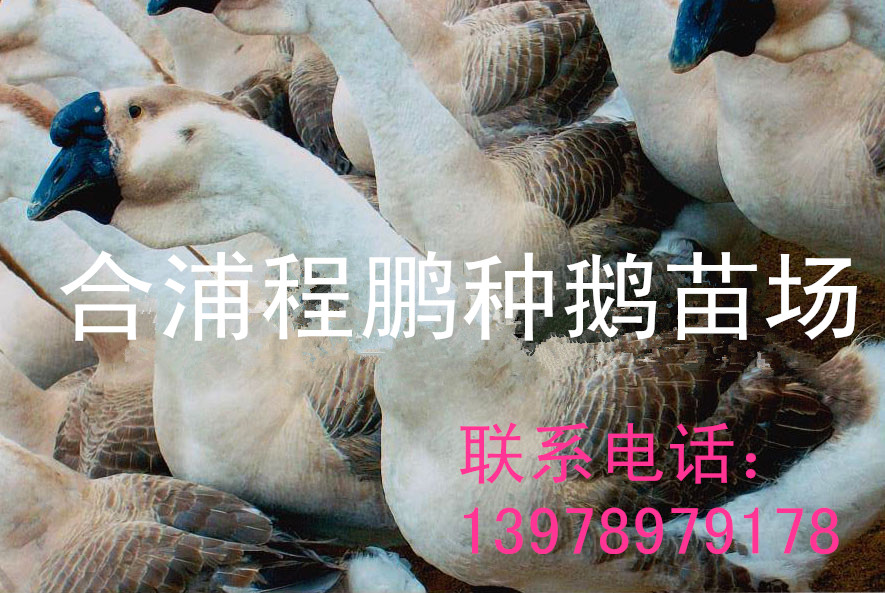 广西合浦灰鹅苗市场行情 鹅种生长快 抗病力强  肉鹅  鹅苗价格