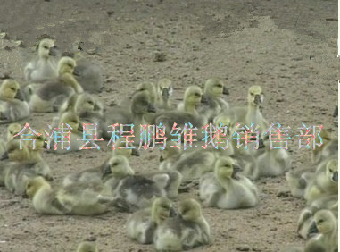 广州白沙鹅优质鹅苗价格  鹅苗批发  鹅苗厂家  鹅苗孵化
