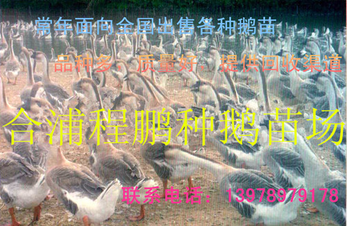 上海长期供应各种优质鹅苗 可回收 成活率高  鹅苗供应  鹅苗批发  鹅苗价格