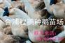 广州白沙鹅优质鹅苗价格