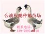 四季灰鹅苗价格 广西鹅苗行情 厂家直销