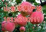 2016山东红星苹果产地价格行情