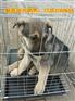 武隆哪里有卖狼青犬的-2-3个月狼青幼犬多少钱