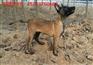 垫江哪里有卖狼青犬的-2-3个月狼青幼犬多少钱