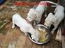 城口哪里有卖狼青犬的-2-3个月狼青幼犬多少钱