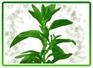 厂家现货供应  有世界第三糖源美称的  甜菊糖