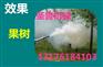 汽油打药机厂家 自走手推式式打药机