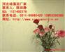 河北什么是硅藻泥鑫似锦硅藻泥品牌
