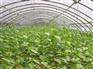 去哪找称心的蔬菜温室大棚搭建——承接蔬菜大棚