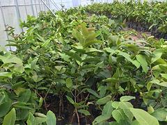 供應廣西質量好的蓮霧苗——廣西專業(yè)種植蓮霧果苗