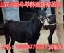 淮安杜泊绵羊养殖场
