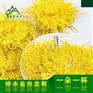 三品电子商务-知名的2016皇菊预售供货商：修水皇菊专卖店